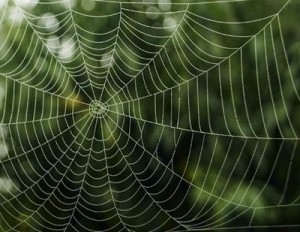 tela de araña