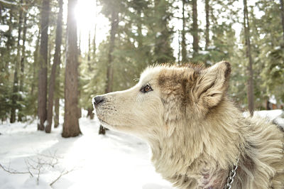 Lobo blanco